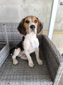 Predám Bígla-Beagle