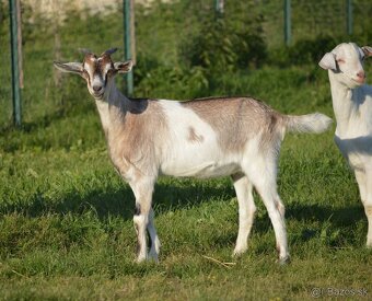 Kozička, 50% AN