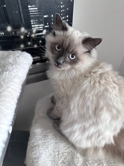 7 mesačný kocúrik Ragdoll