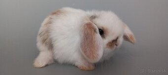 MiniLop