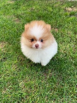 Pomeranian, špic, oranžový špic, pomik