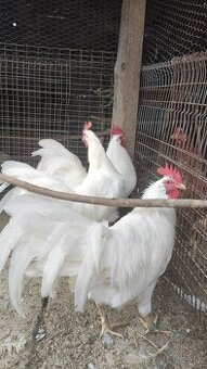 Leghorn