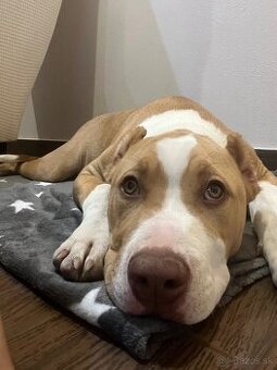 Fenka American Bully XL