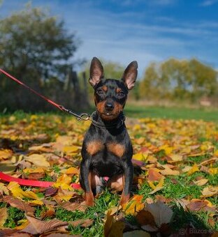 Trpasličí pinč (Miniatúrny pinč), pes s PP