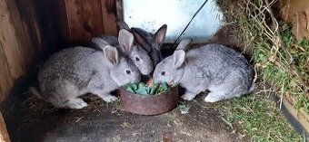 Predám zajace na ďalší chov