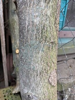 Drevorezbárstvo-drevo orech