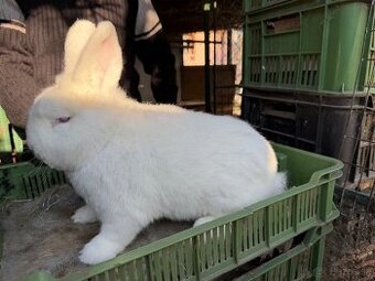 Novozélandské biele králiky na predaj