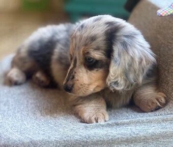 Zdravé šteniatka jazvečíka hľadajú domov.