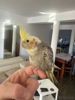 Korela Maznačik krotká