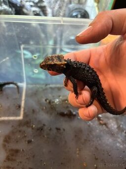 Helmoscink Okuliarnaty (Tribolonotus Gracilis)