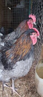 Kohuty australorpka cierne,sive