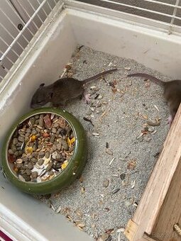 predam 15 babatka potkanikov