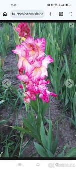 Predám hľuzy gladiol