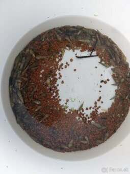 Slimak Vezovka malajska