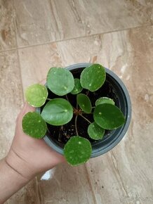 Pilea Peperomoides

