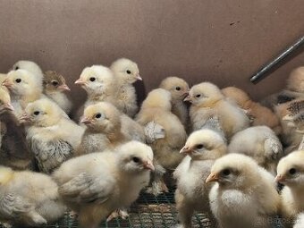 Brahmanka colunbian ,,veľka forma