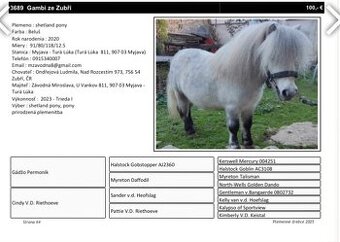 Pripustanie shetland pony