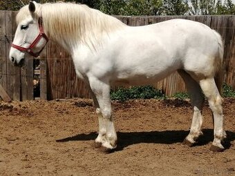 Kobyla plemena Percheron na predaj
