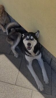 Šteniatka