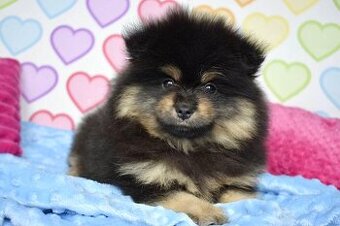 Pomeranian s PP