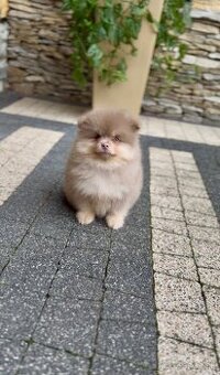 Pomeranian s PP