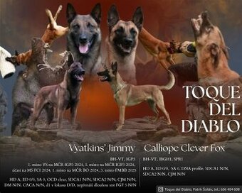Belgický ovčiak malinois