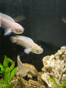 Channa asiatica Red