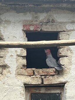 Predam kakadu ružový