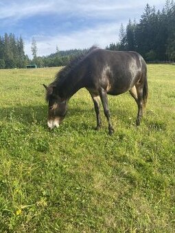 Predam Mulu / mulicu pony x osol