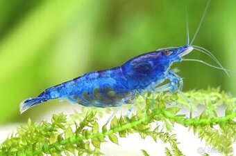 Krevetky Blue Dream – Neocaridina