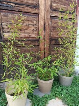 Predám bambus Phyllostachys