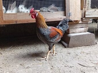 Kohuty.