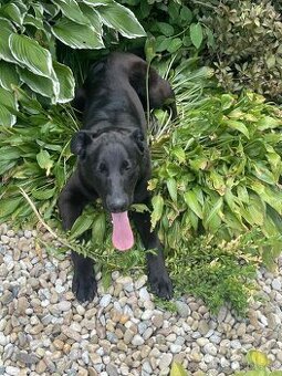 Darujem psíka kríženec labradora