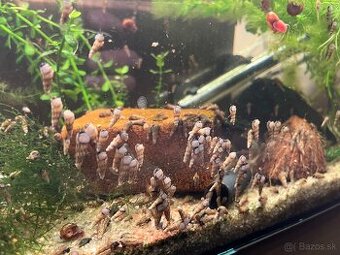 🐌 Predám akváriové slimáky – Levatky ,kotulky ,Vezovky