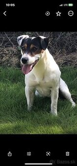 Jack Russell teriér parson