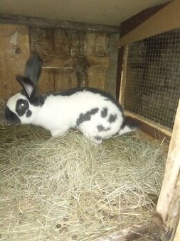 Nemecký obrovitý strakáč