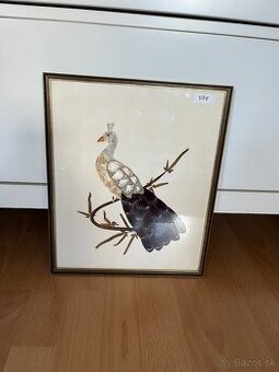 Obraz páva z motýlich krídel