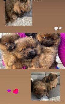 Predám šteniatka trpaslíci špic