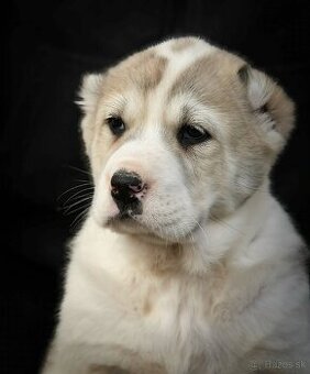 Stredoázijský ovčiak – šteniatka najvyššej kvality