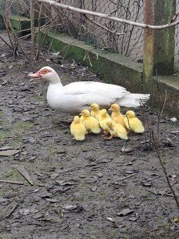 Kačice čínske-pižmové