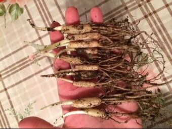 Medvedí cesnak cibuľky