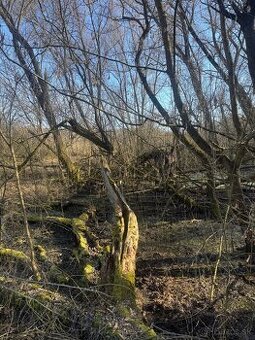 Darujem palivove drevo za odvoz