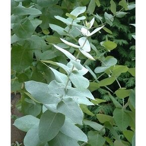 Blahovičník - Eucalyptus Gunnii (rostliny) Léčivka - 1