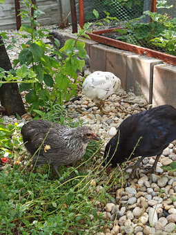 Araucana - rôzne farby