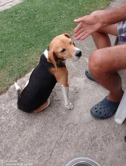 Beagle fenka