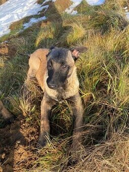 Belgický ovčiak MALINOIS