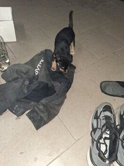 Steniatko ma 3 mesiace