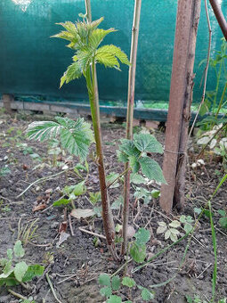 Predam slachtene beztrnove velkoplode cernice