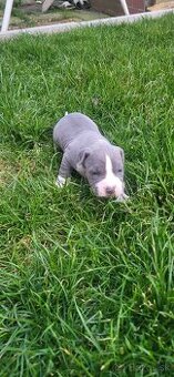 Americký stafordširsky terier