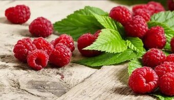 Predám sadenice : MALINY mix odrôd